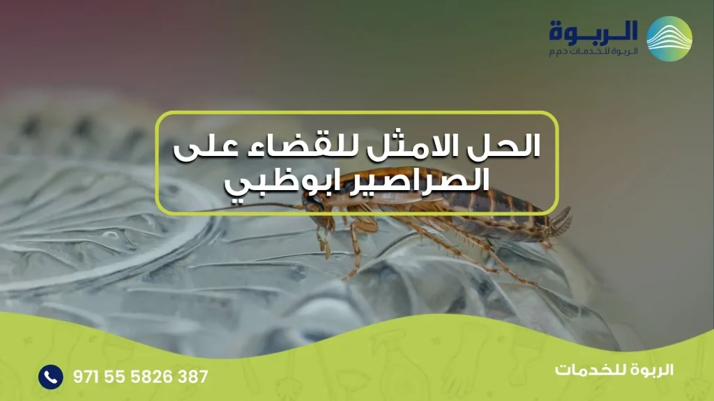 الحل الامثل للقضاء على الصراصير ابوظبي