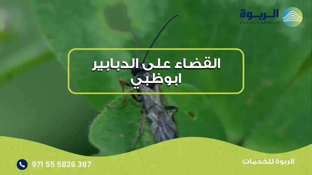 القضاء على الدبابير ابوظبي