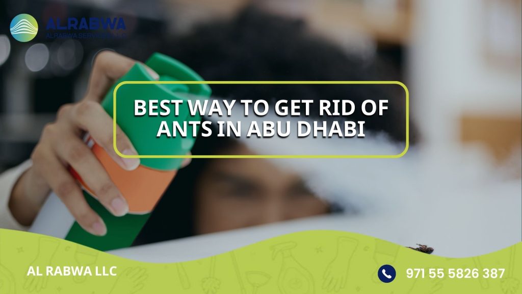 Best way to get rid of ants in Abu Dhabi