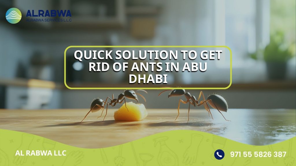 Quick solution to get rid of ants in Abu Dhabi