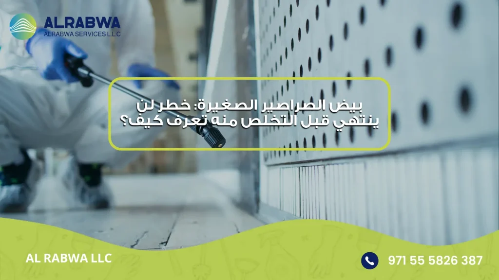 بيض الصراصير الصغيرة
