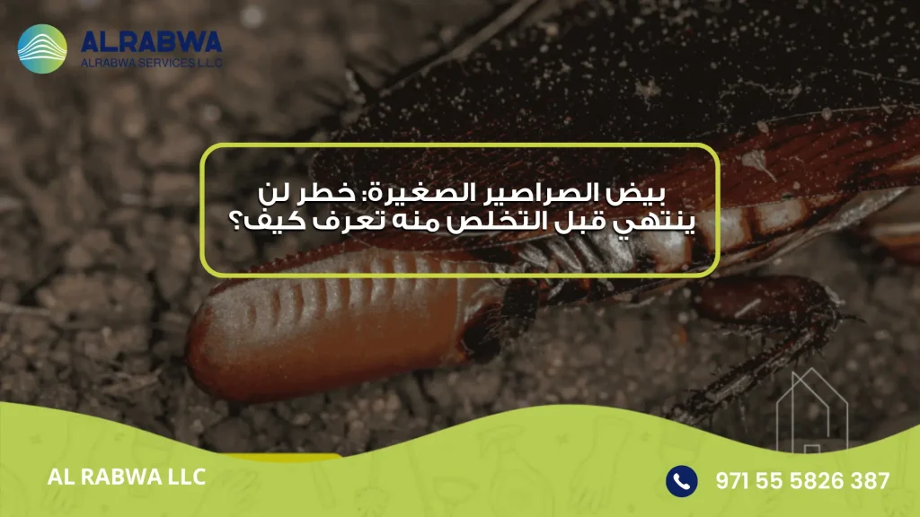 بيض الصراصير الصغيرة