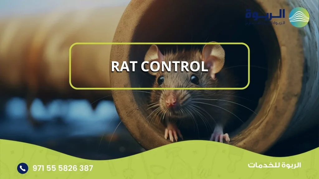 Rat Control