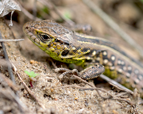 Close-up of a lizard among soil and vegetation