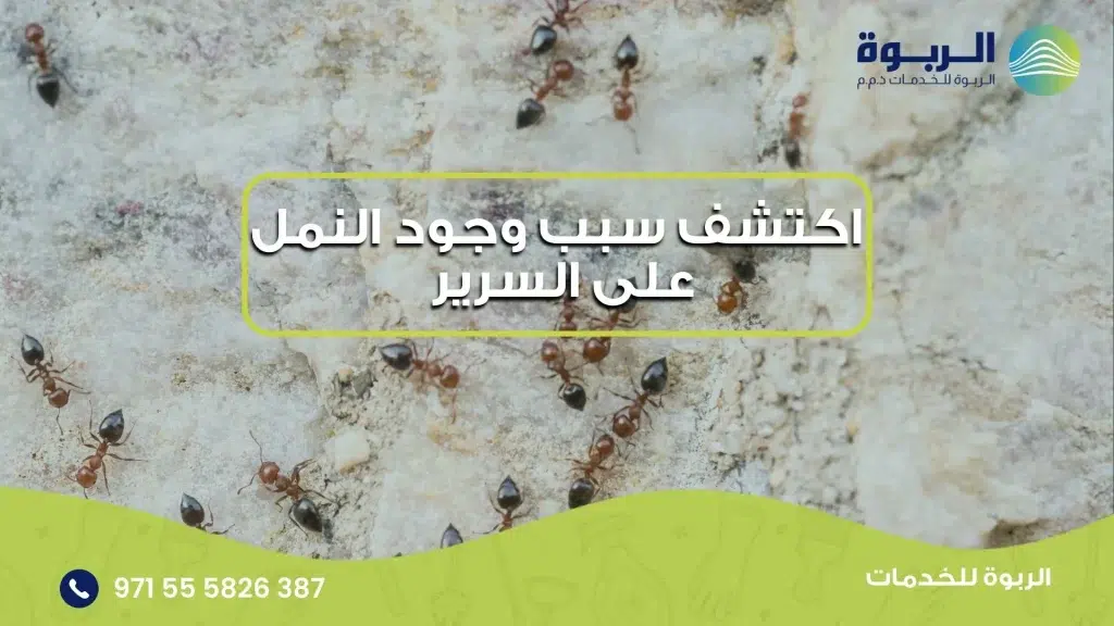 اكتشف سبب وجود النمل على السرير 