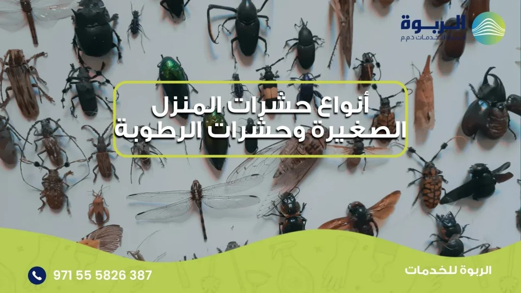 أنواع حشرات المنزل الصغيرة وحشرات الرطوبة