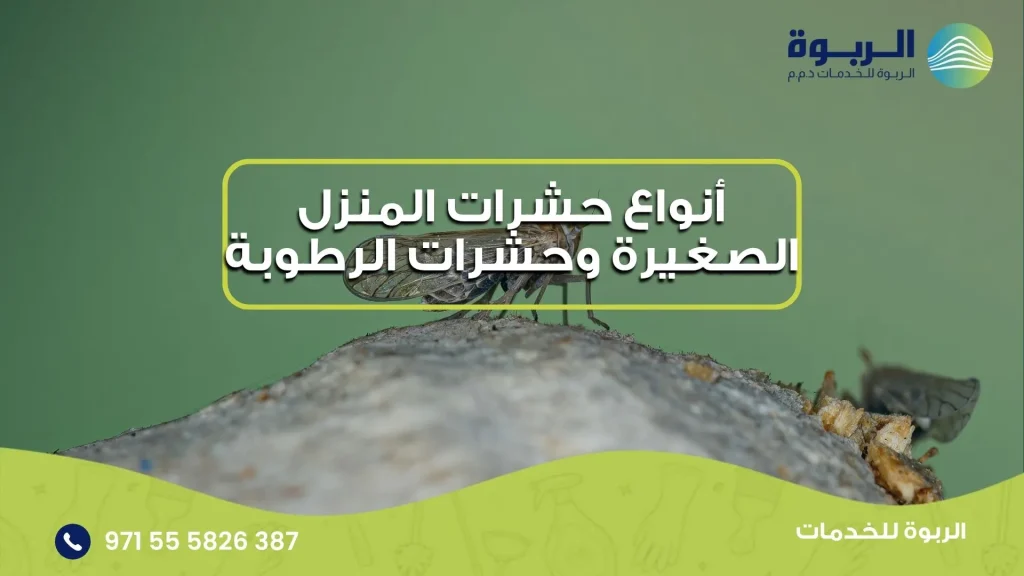 أنواع حشرات المنزل الصغيرة وحشرات الرطوبة