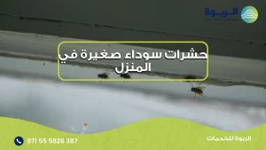 حشرات سوداء صغيرة في المنزل