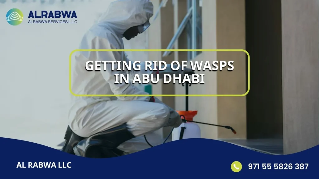 Getting Rid of Wasps in Abu Dhabi
