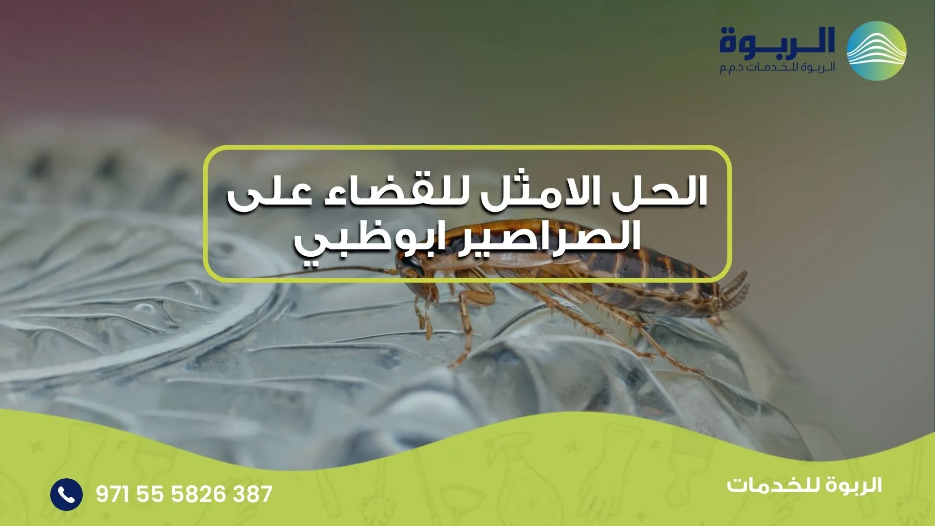 الحل الامثل للقضاء على الصراصير ابوظبي