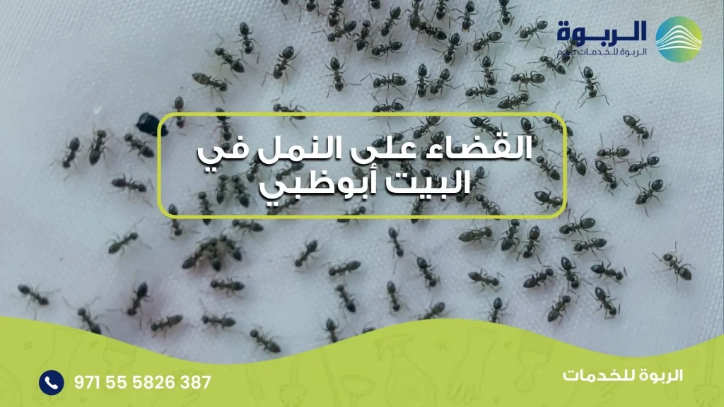 القضاء على النمل في البيت أبوظبي