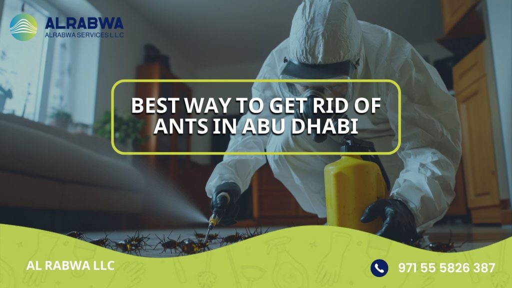 Best way to get rid of ants in Abu Dhabi