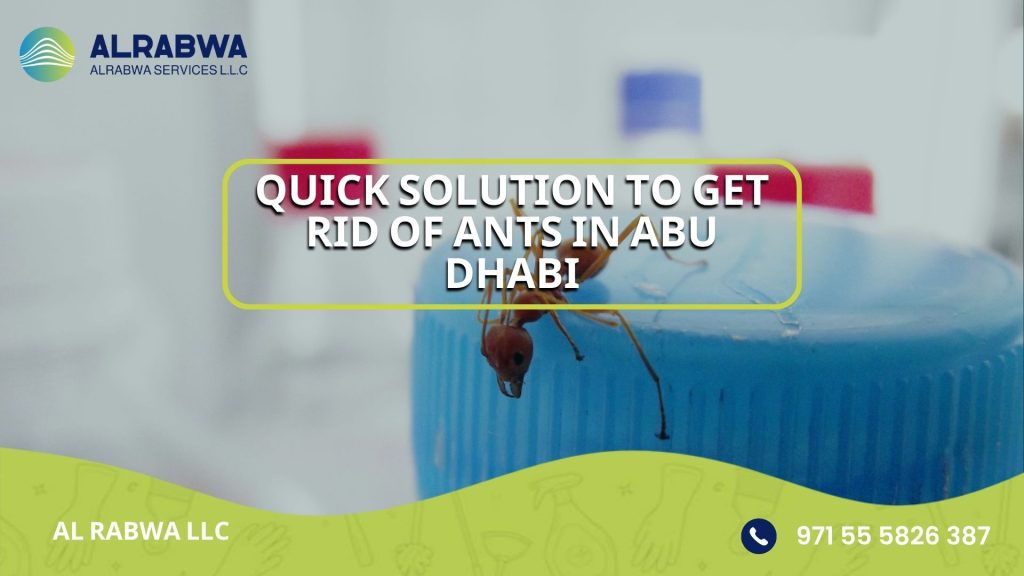 Quick solution to get rid of ants in Abu Dhabi