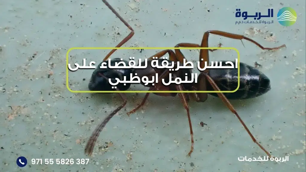 احسن طريقة للقضاء على النمل ابوظبي