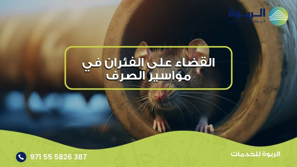 القضاء على الفئران في مواسير الصرف