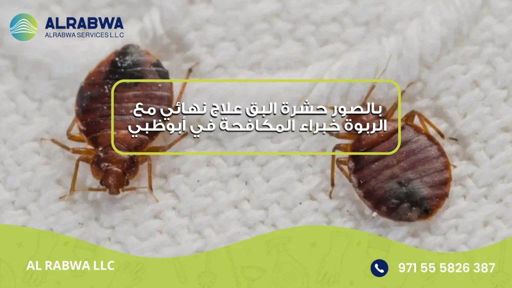 بالصور حشرة البق