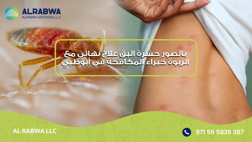 بالصور حشرة البق