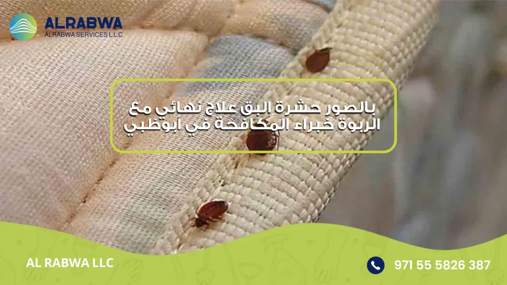 بالصور حشرة البق