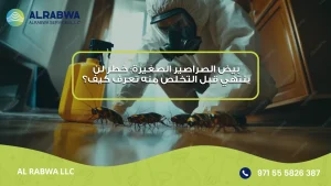 بيض الصراصير الصغيرة
