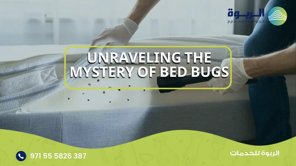 Unraveling the Mystery of Bed bugs