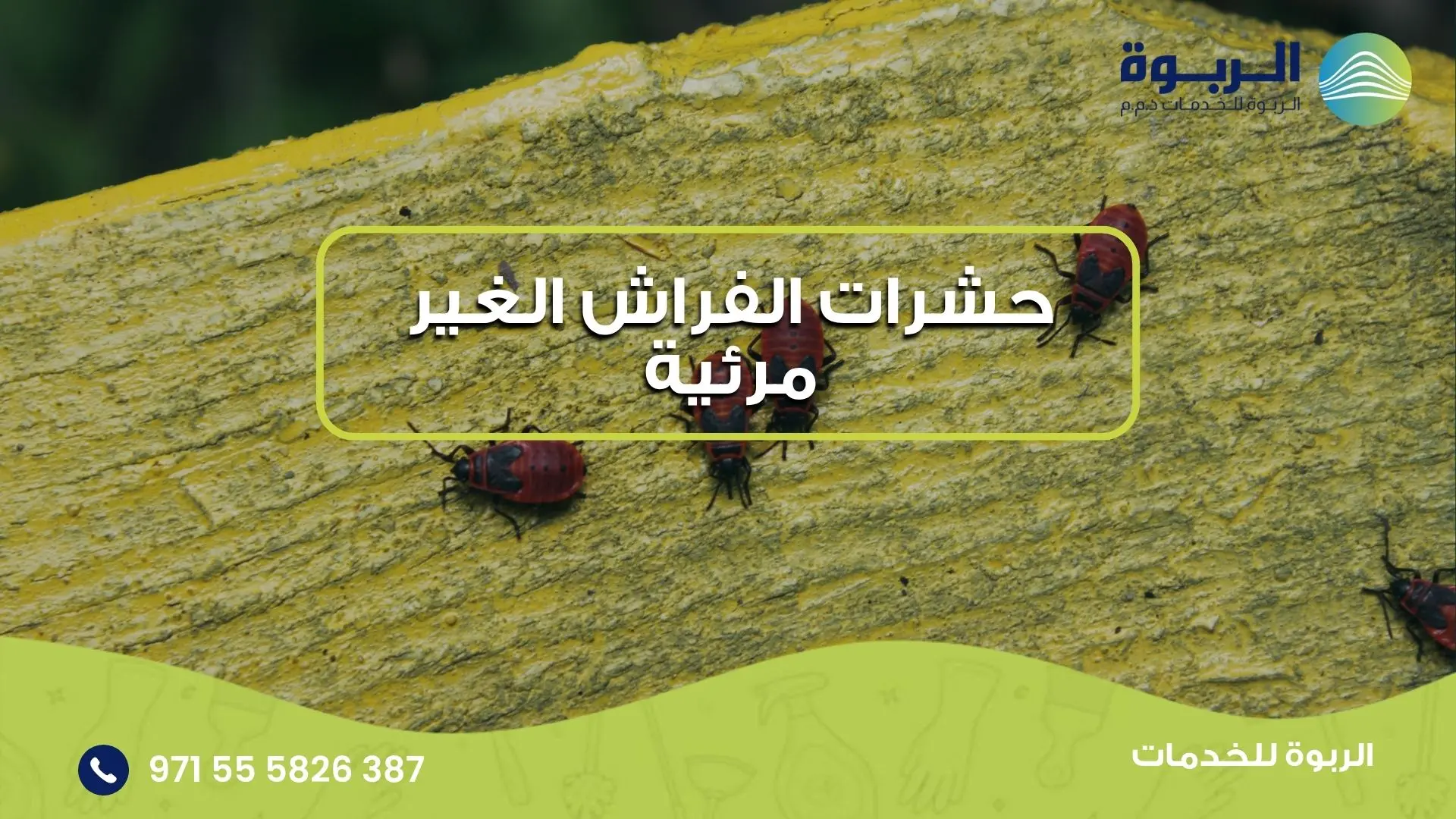 حشرات الفراش الغير مرئية