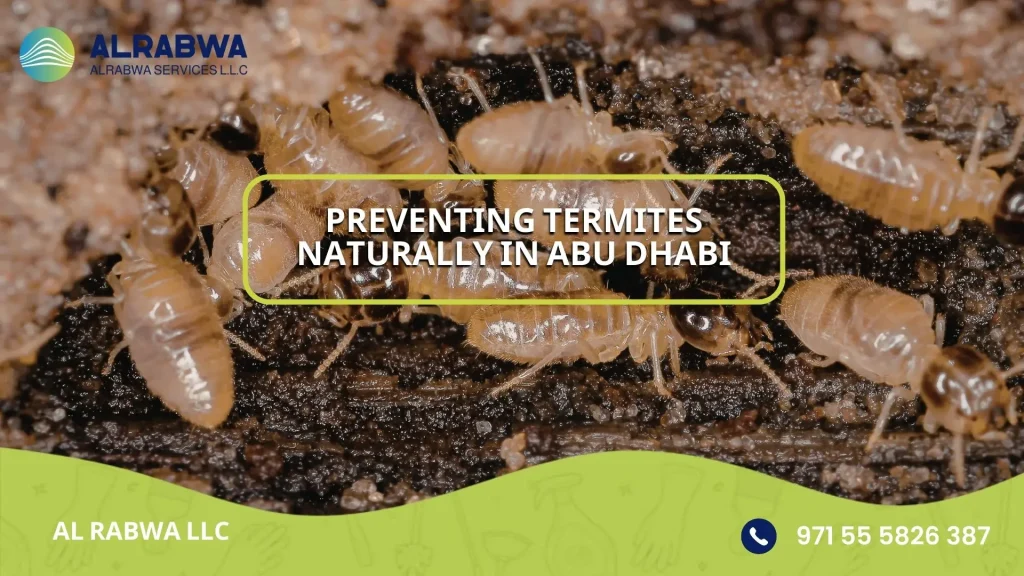 Preventing Termites Naturally in Abu Dhabi