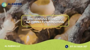 Preventing Termites Naturally in Abu Dhabi
