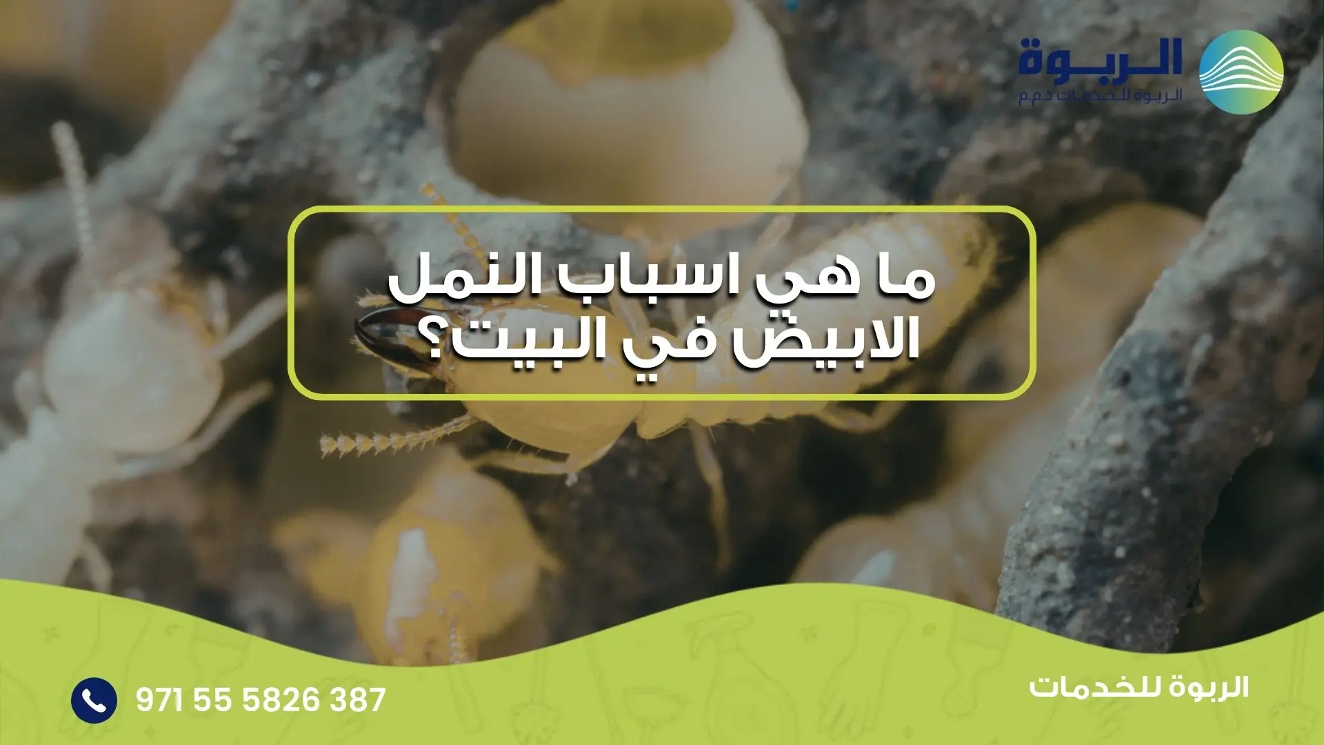 اسباب النمل الابيض