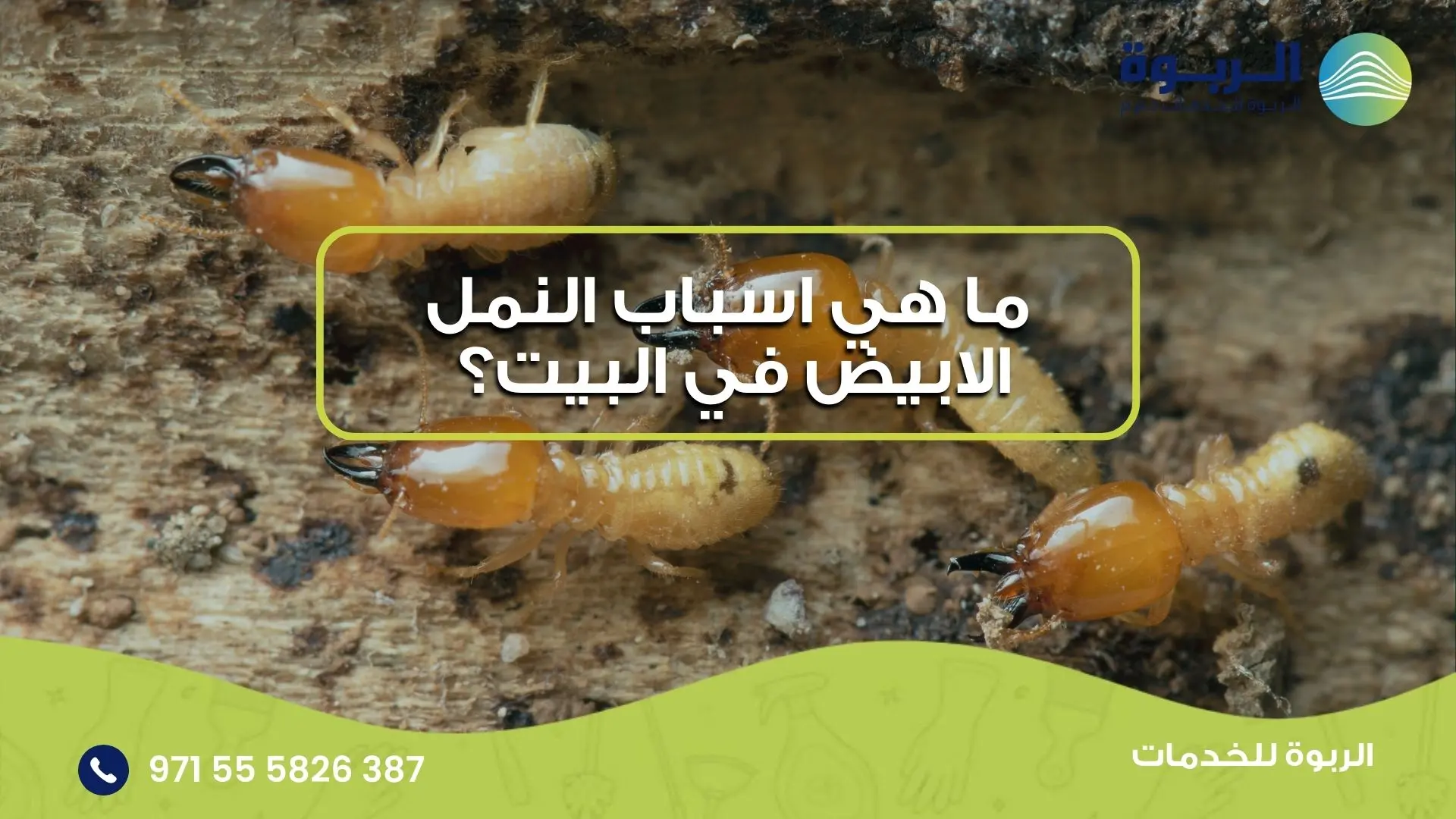 اسباب النمل الابيض