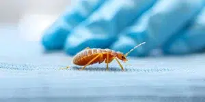 مكافحة بق الفراش
في ابوظبي