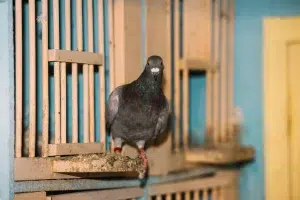 مكافحة الحمام والطيور
في ابوظبي