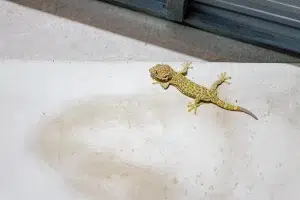 مكافحة الحشرات في ابو ظبي