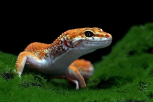Lizards or Geckos Control Abu Dhabi