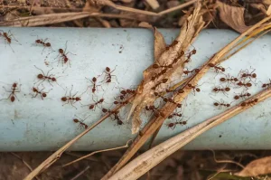 Ant Control Services in Abu Dhabi
