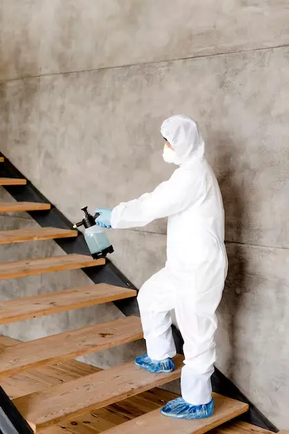 Termite Control Services Abu Dhabi