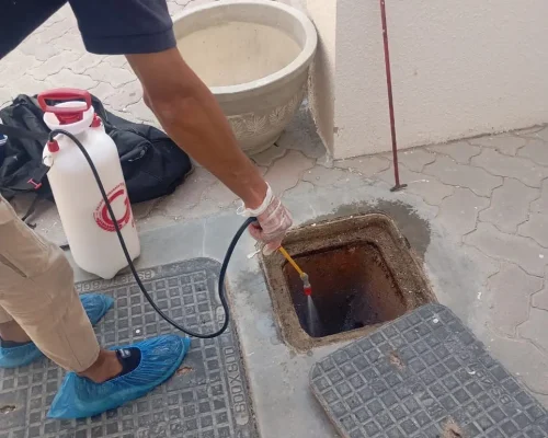 مكافحة الحشرات في ابو ظبي