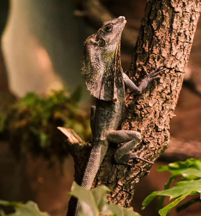Lizards or geckos control abu dhabi