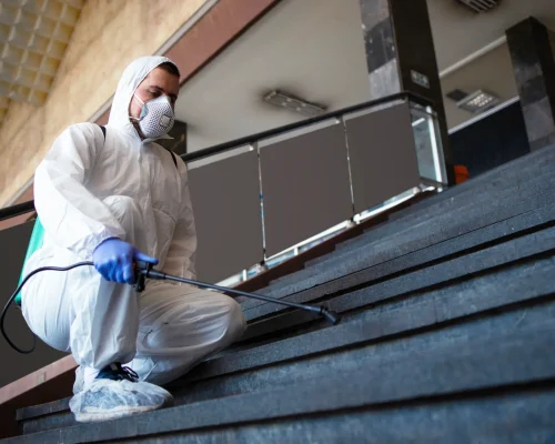 مكافحة النمل الأبيض في ابوظبي