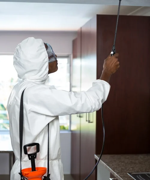 Pest Control Abu Dhabi Services
